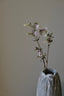 RICE MINERALIZED SEED